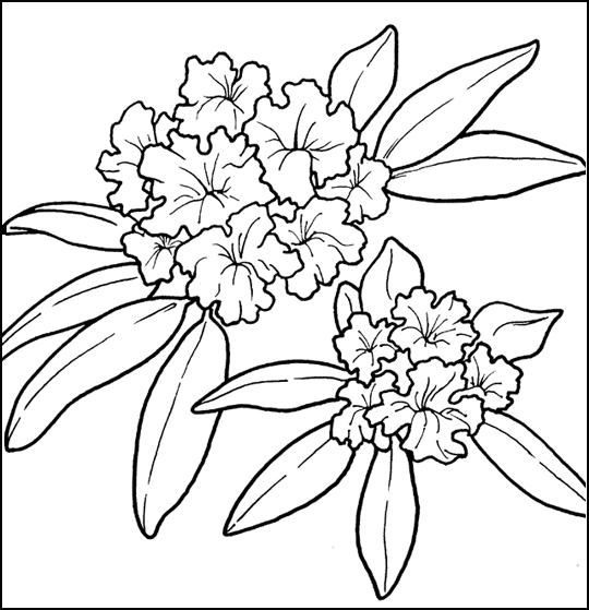 delaware state flower coloring pages - photo #28